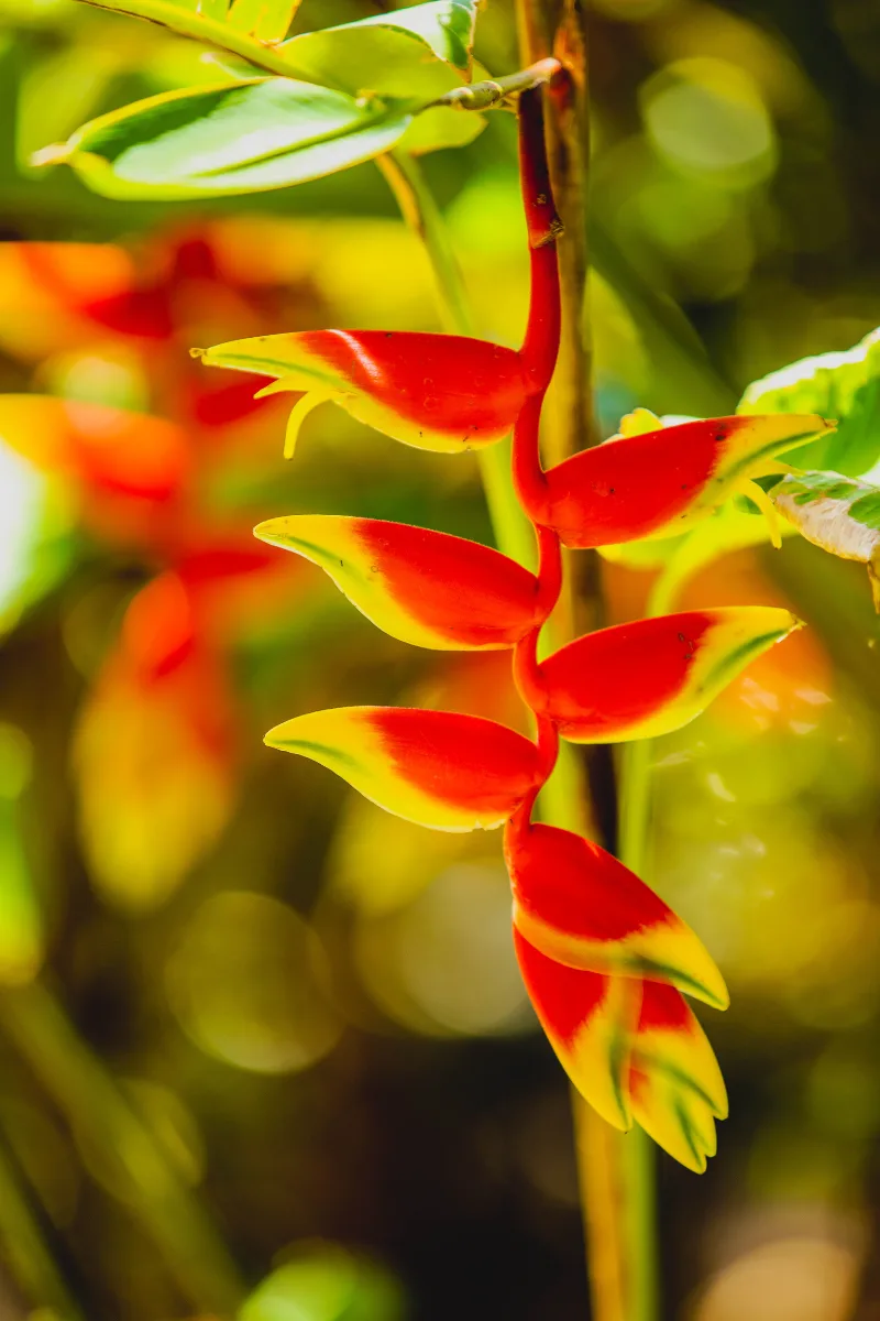 Héliconia en fleur dans le jardin tropical — Villa Myriam