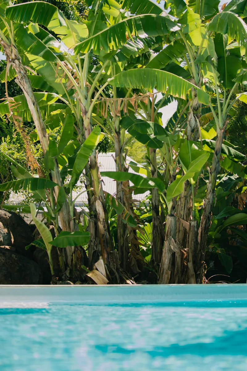 Bananiers au bord de la piscine — Villa Myriam